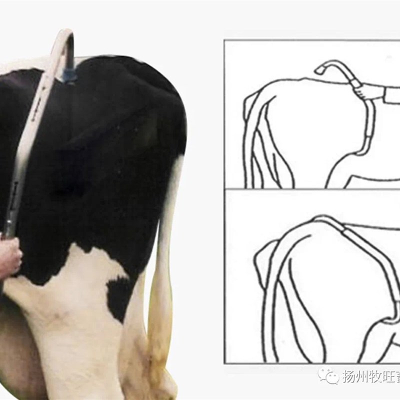 牧多多牛用止踢棒牛不踢牛用可调节伸缩夹防踢神器奶牛母牛固定器