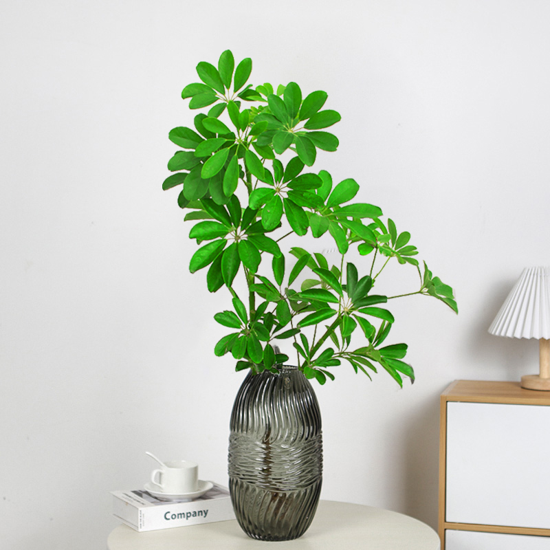 水培植物七叶莲室内绿植盆栽鸭脚木植物四季常青八方来财发财树