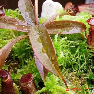 红灯猪笼草苗盆栽食虫植物 不怕冷的猪笼草 耐冻 好养!
