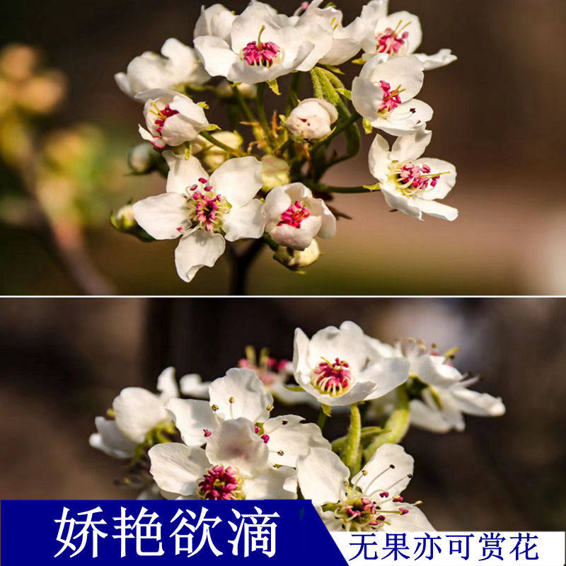 甘之如饴微型迷你甘棠盆栽盆景绿植棠梨白花粉蕊桌面室内