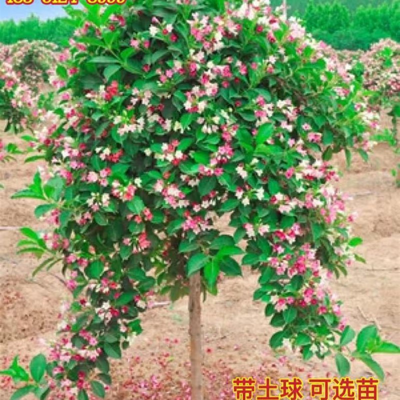 五彩锦带花树苗庭院大型耐寒风景树高杆五彩锦带树苗盆栽锦带小苗