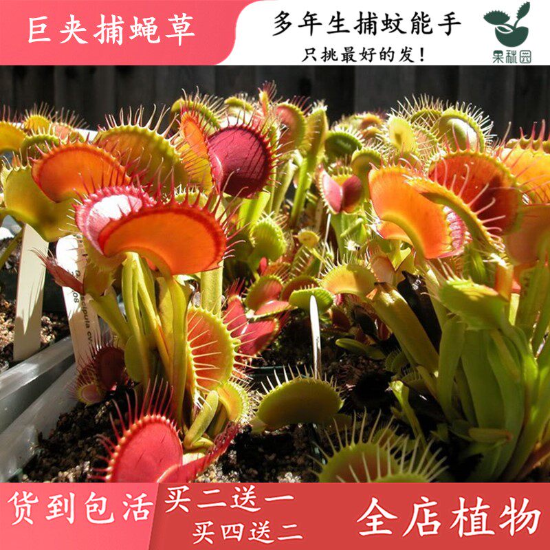 巨夹捕蝇草【四季驱蚊食虫植物盆栽食人花大食虫草捕蚊绿植盆栽】