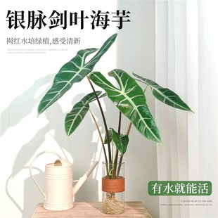 银脉剑叶海芋水培植物办公室内好养客厅桌面绿植热带水生水养高端