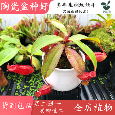 陶瓷花盆种好发货食虫植物捕蝇草茅膏菜食人花超大捕蚊草买二送一