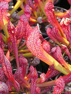 瓶子草盆栽食虫植物猩红瓶子草
