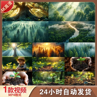 高清4K小树苗生长森林自然风景植树节唯美阳光大自然绿色健康环保
