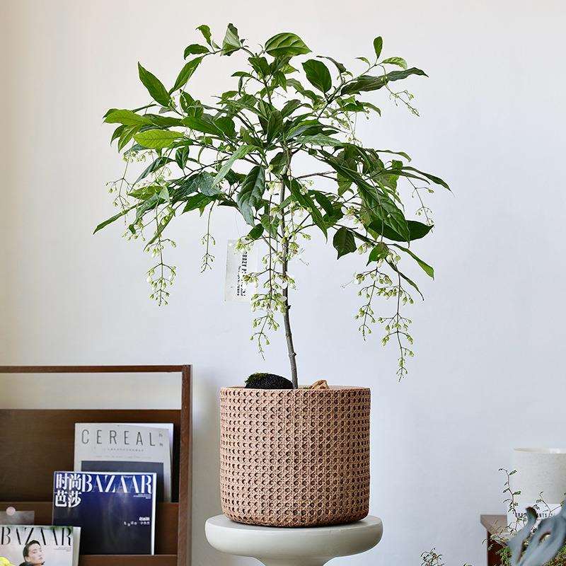 原木风仿藤编水泥花盆客厅落地草编竹编编织日式垂丝茉莉盆栽大号
