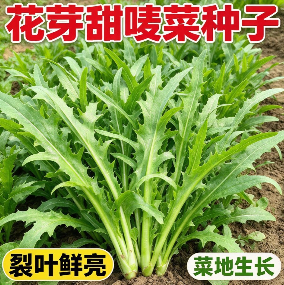 四季花芽甜麦菜种子甜麦菜苦麻菜籽青菜春秋季阳台蔬菜种孑籽