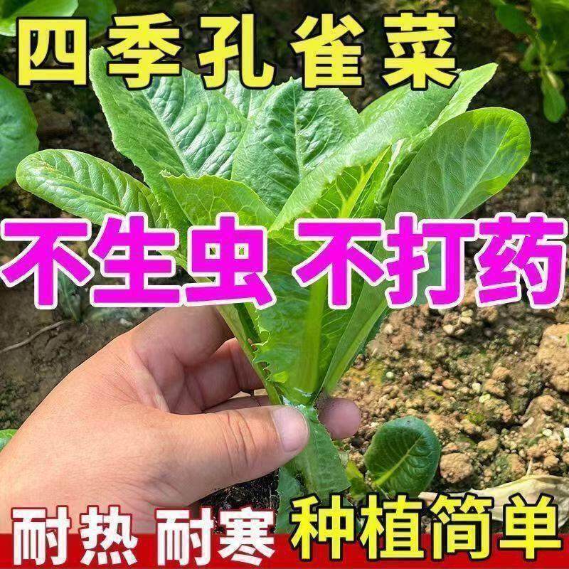 正宗绿孔雀菜种子耐高温四季青菜沙拉菜种孑籽盆栽高产菜种籽大全