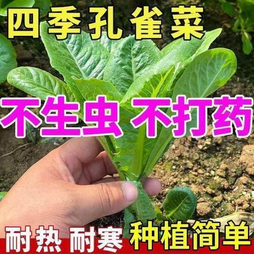 正宗绿孔雀菜种子耐高温四季青菜沙拉菜种孑籽盆栽高产菜种籽大全