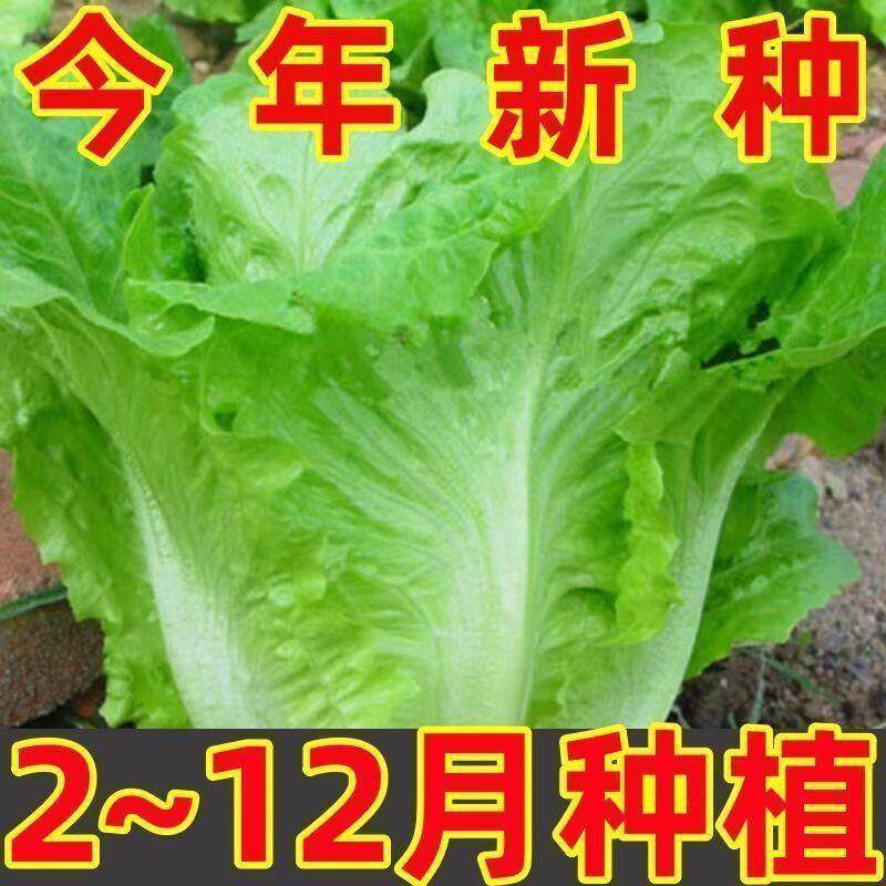 意大利生菜种子耐抽苔种籽阳台专用四季播蔬菜可生吃有机生菜种籽