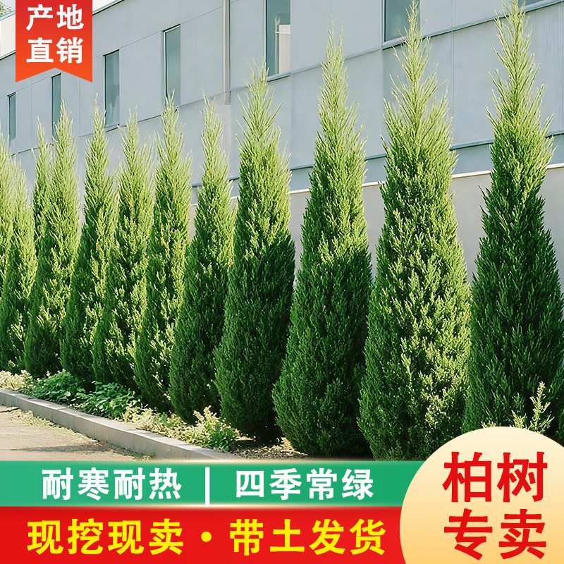 塔柏树苗宝塔松塔柏大树带土松树龙柏圆柏桧松柏树苗阴宅福地苗图片