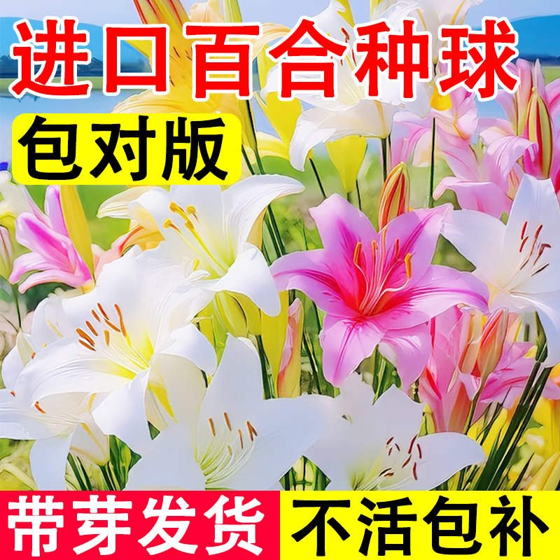 百合种球香水百合花浓带芽发货室内盆栽地栽花卉好养易活四季播种