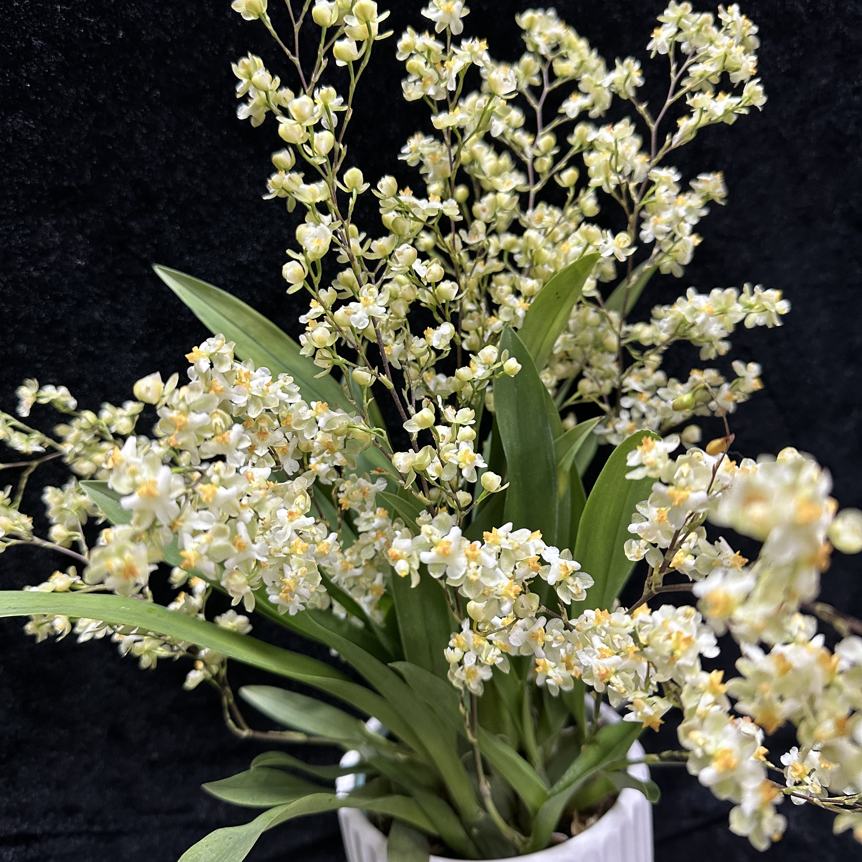 罗曼香梦香兰盆栽室内养殖