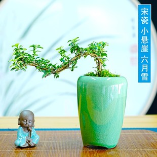 金边小悬崖六月雪迷你桌面小盆栽花卉附石盆景造景室内开花绿植物