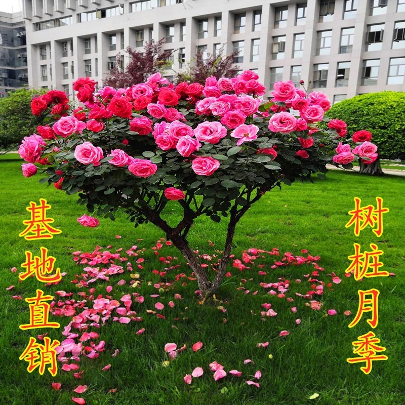 高档树桩月季大花浓香玫瑰耐寒庭院别墅盆景树状月季四季开花植物
