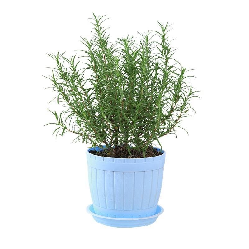 Lavender potted nplant true flower big seedling bract fresh