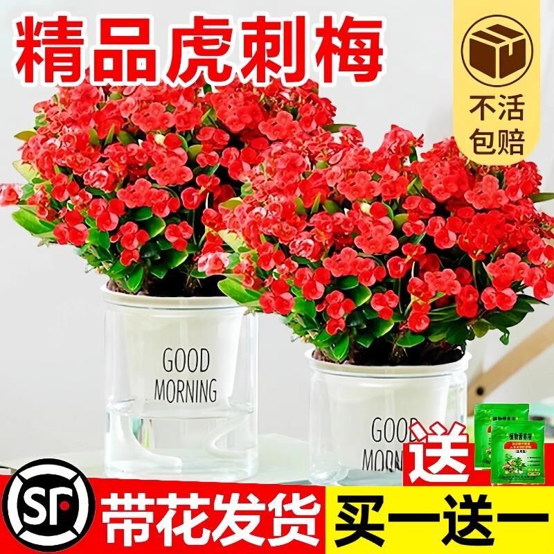 虎刺梅铁海棠盆i栽大叶大花室内好养绿植物不怕晒不怕冻的花卉大