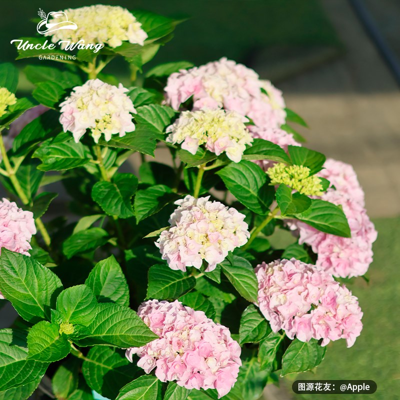 优选王大爷 易多爱你绣球花苗盆栽花卉植物观花.八仙花阳.