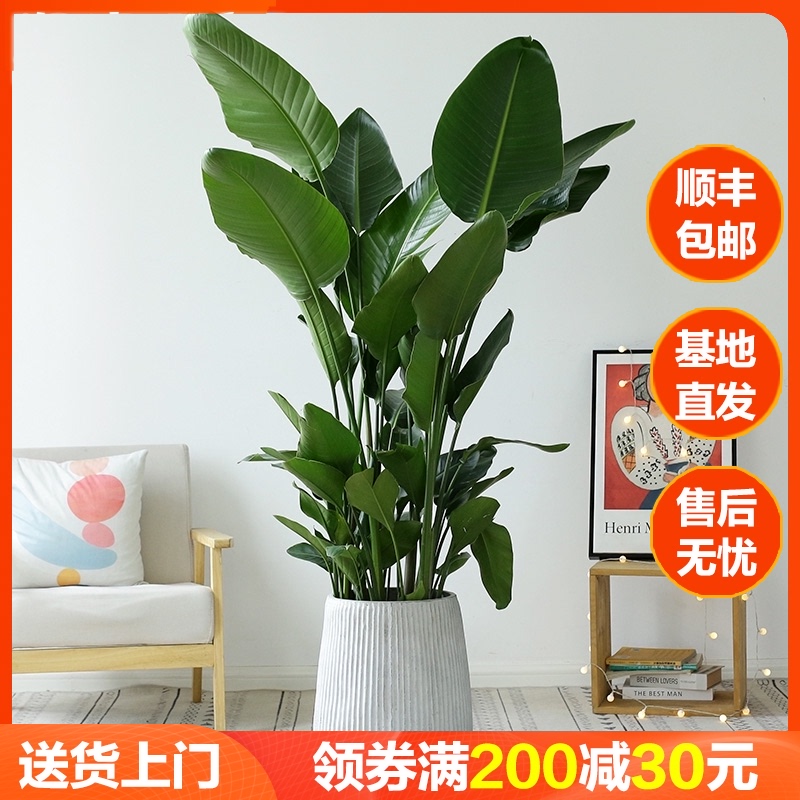 优选栽植物室内大型天堂鸟鹤望兰绿植客厅网红净化空Y气北欧真绿.
