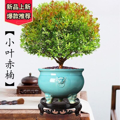 小叶赤楠老桩盆景树苗办公室内外桌面绿植物四季好养阳台盆栽花卉