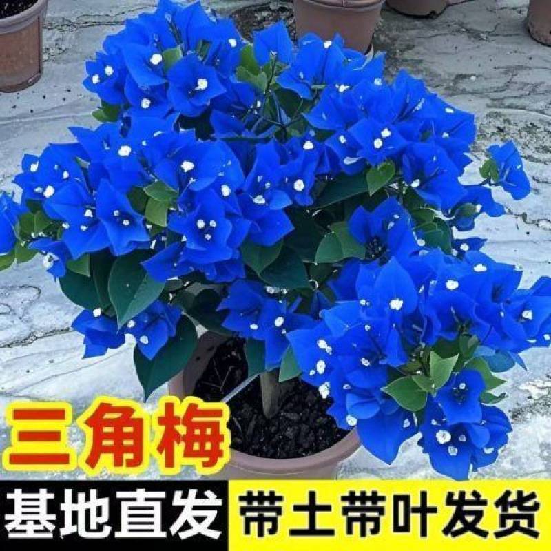 三角梅重瓣大苗耐寒净化空气阳台绿植多色开花老桩跨境亚马逊