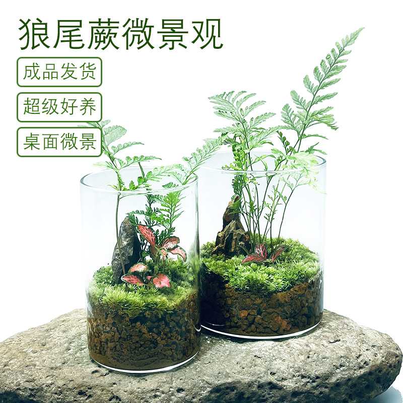 【狼尾山】苔藓植物生态造景蕨类景观室内办公室装饰摆件净化空气