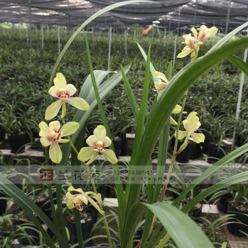 带叶芽 笑春荷 百合瓣浓香大花 四季兰建兰 花似蝶飞舞优雅