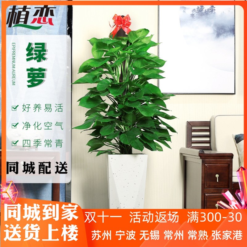 大叶绿萝柱室内大型盆栽r绿植盆景净化空气去除甲醛办公室客厅好