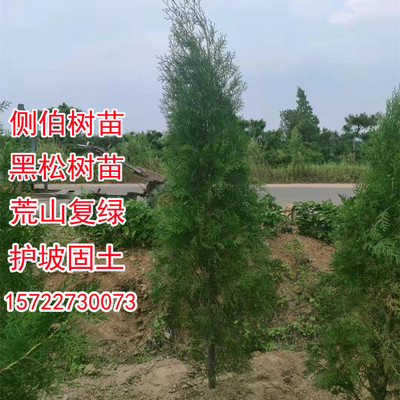侧柏树苗a 塔柏扁柏小苗 香柏树枝黑松树苗防砂固土荒山复绿占地