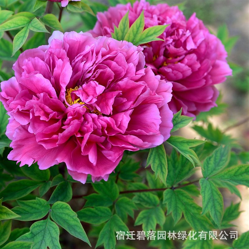 洛阳牡丹花苗大苗花卉植物室内花易活好养盆栽庭院牡丹花树苗