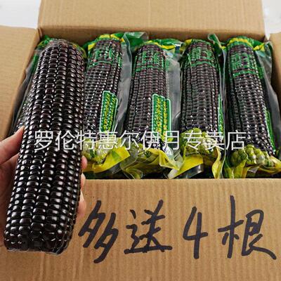 【整箱10根】正宗东北黑糯玉米10根装香甜黏糯粘新鲜非转基因餐代