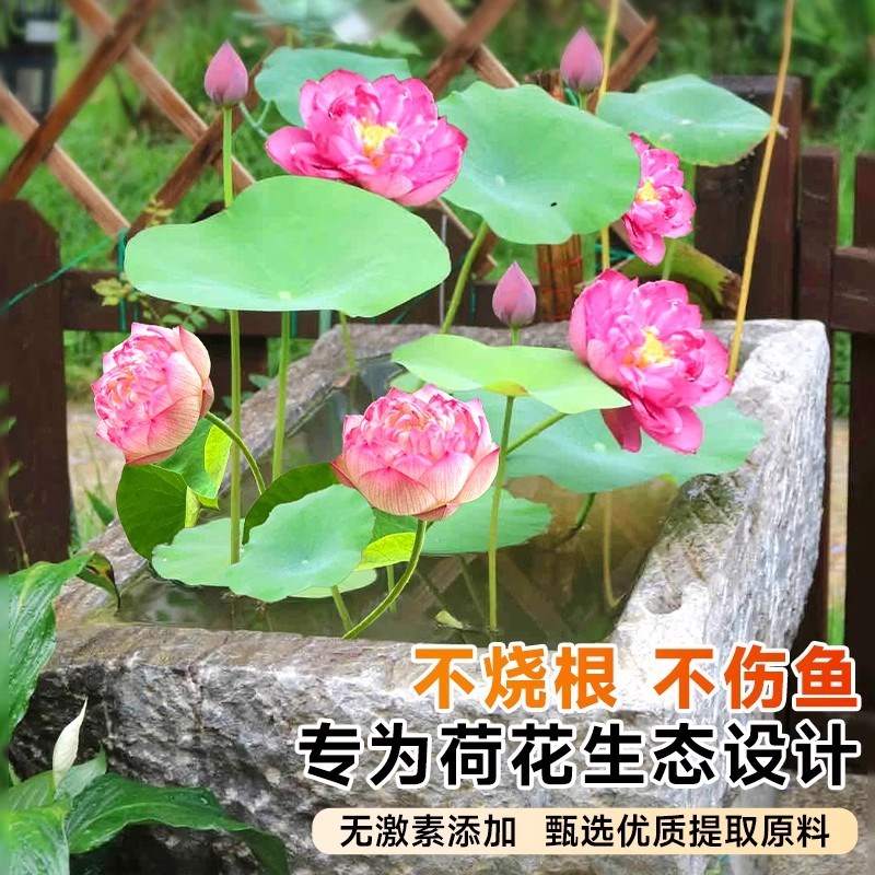优选肥料碗莲营养液睡莲花水C培植物促进开花肥花卉水溶.