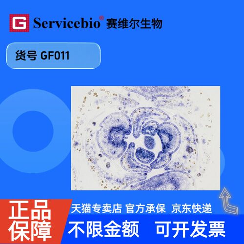 现货 赛维尔生物Servicebio RNASweAMI 植物原位杂交（BCIP/NBT）检测试剂盒 GF011 50T 科研实验