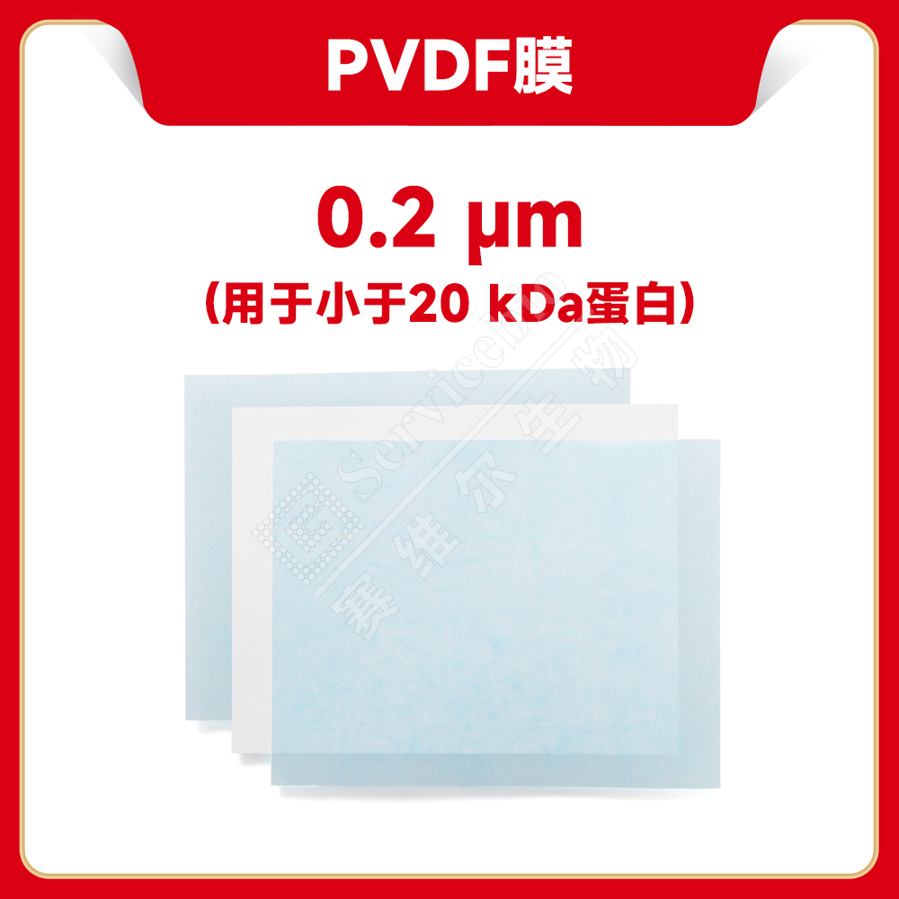 现货 赛维尔生物Servicebio PVDF膜（0.2μm）   G6015-1-0.22 0.2μm 13.25*15cm  科研实验