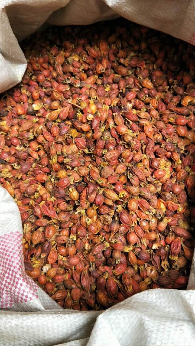 中药材野生栀子500g克精选天然黄栀子 枝子木丹 栀子花茶免费磨粉