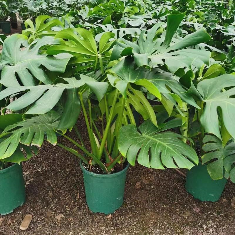 醛室龟背档盆g植竹高室观绿物公厅内气办空植栽盆化净景吸叶s客甲
