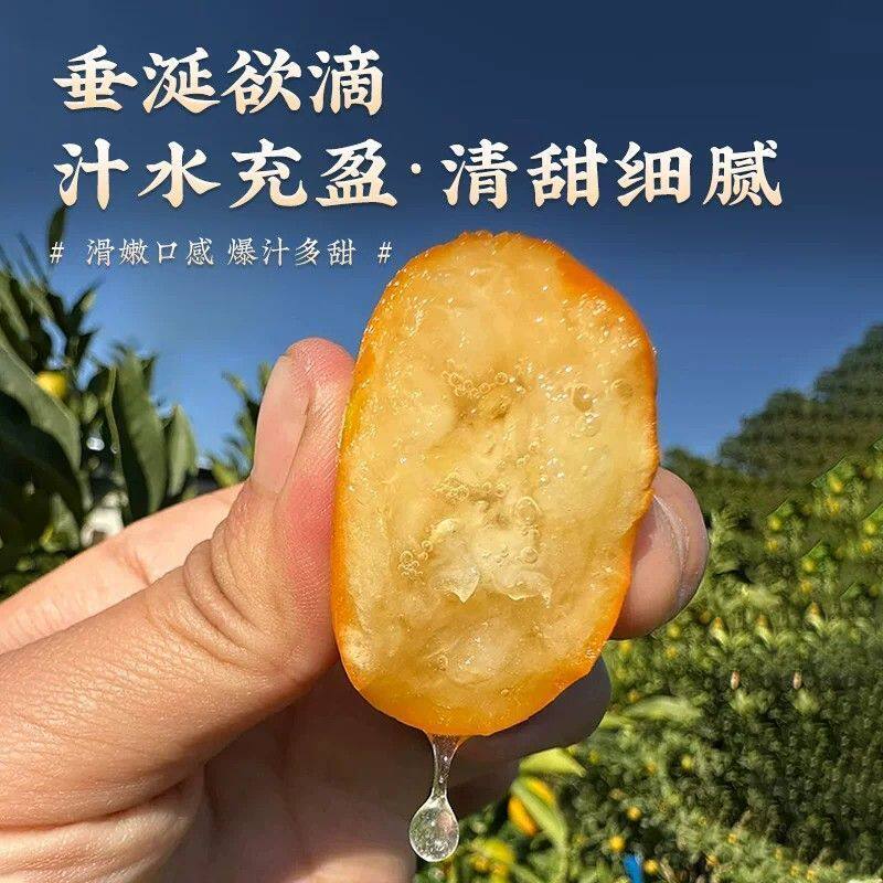 正宗脆皮小金橘金桔整箱包邮