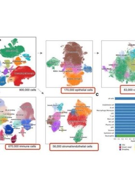转录组翻译组整合Ribo-seq翻译效率转录翻译解偶联调控层次