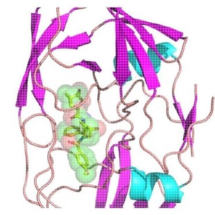 分子对接/虚拟突变/定点突变/抗体建模/人源化改造/结合能计算