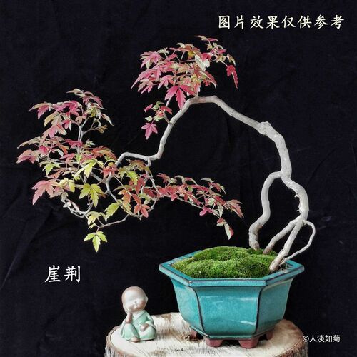 崖荆盆景素材根艺F全冠定制(3)