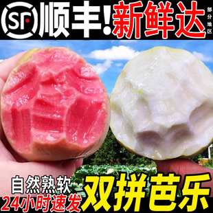 顺丰包邮漳冰淇淋红白心软芭乐州5斤胭脂红番石榴新鲜水果包邮