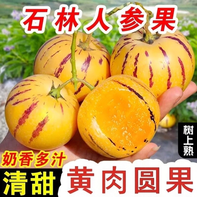 云南石林人参果大果圆果现摘现发