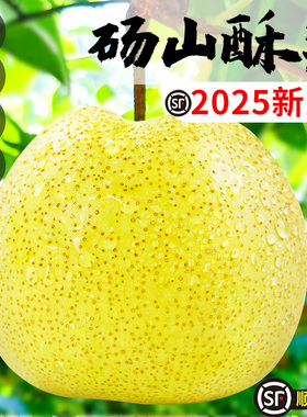 安徽正宗砀山酥梨新鲜水果当季梨子整箱特产青香梨脆雪梨顺丰包邮