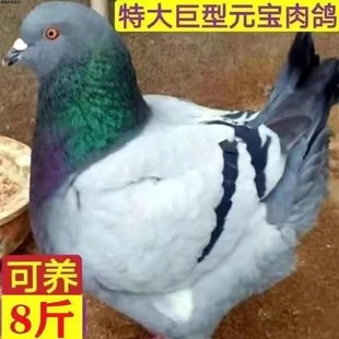 元宝鸽子纯种巨型活公母一对大体种鸽幼鸽观赏宠物肉鸽包下蛋