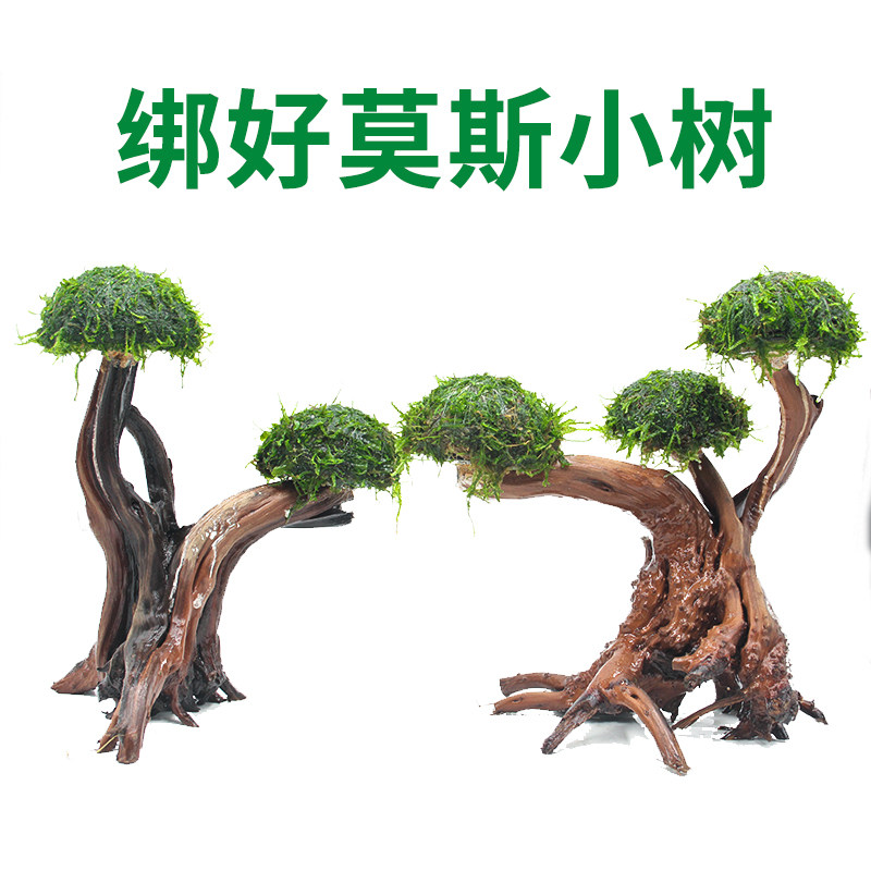 莫斯水草沉木小凤尾成品莫斯树骨架绑好蘑菇头生态水草缸造景套餐