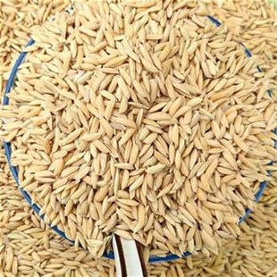 10斤带壳稻谷谷子水稻稻子粮食杂粮大米喂鸡鸭鹅鸽鸟仓鼠宠物饲料