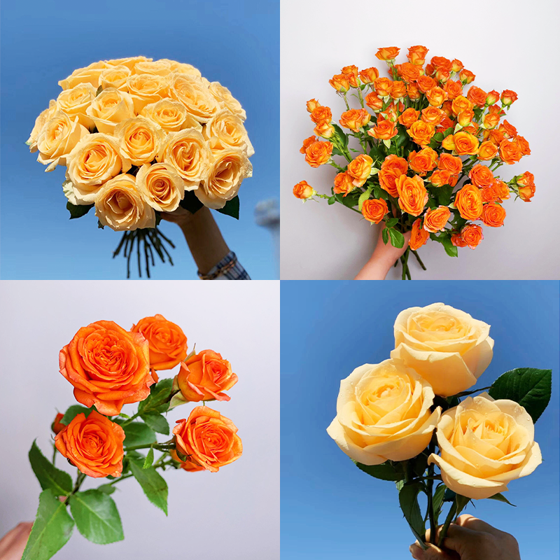 云南昆明基地直发鲜切花玫瑰花鲜花多种玫瑰花束求婚水养向日葵