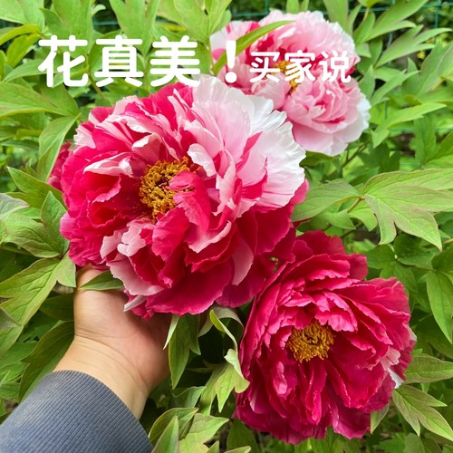 双色【岛锦】洛阳观赏大牡丹花苗 阳台花园庭院盆栽地栽 好养花卉