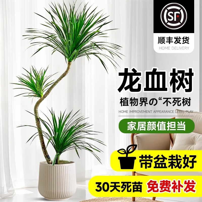 室内客厅龙血树大型造型落地绿植高级感办公室旺宅龙须.树老桩植